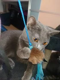 Koťátko chartreux, kartouzská kočka s PP