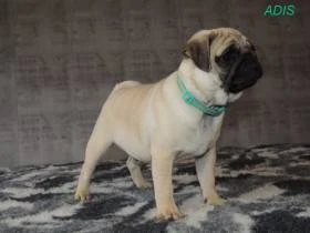 MOPS s PP.FCI.