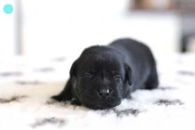 Štěně labradorského retrievera s PP