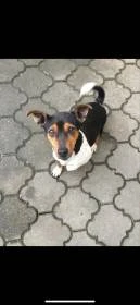 Daruji fenku Jacka Russela