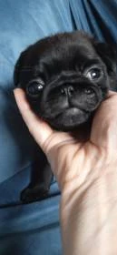 Mops s PP
