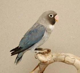 Agsapornis hnědohlavý