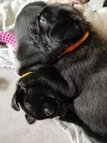 Mops s PP