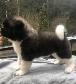Americká Akita štěňátka s PP