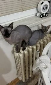 Prodám sphynx