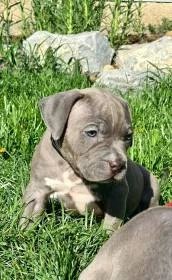 Štěňata American Bully XL s pp