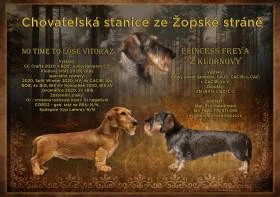 Jezevčík drsnosrstý králičí/trpasličí