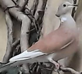 Prodám chocholaté hrdličky chechtavé -různé mutace