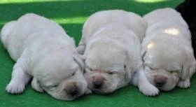 Labrador smetanová štěňátka s PP