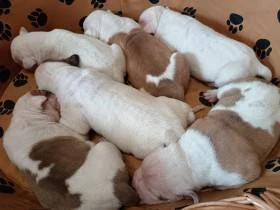 Americký bulldog