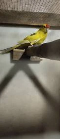 Kakarik