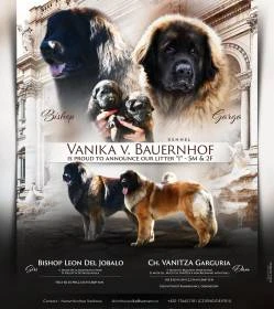 Leonberger štěňátka s PP
