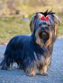 Jorkšírský Teriér /Yorkshire Terrier