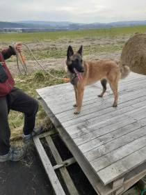 BO Malinois s PP