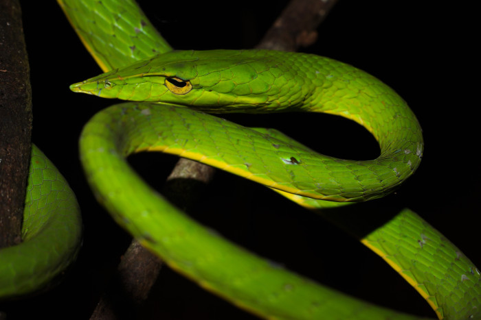 Bičovka nosatá, foto: Shutterstock