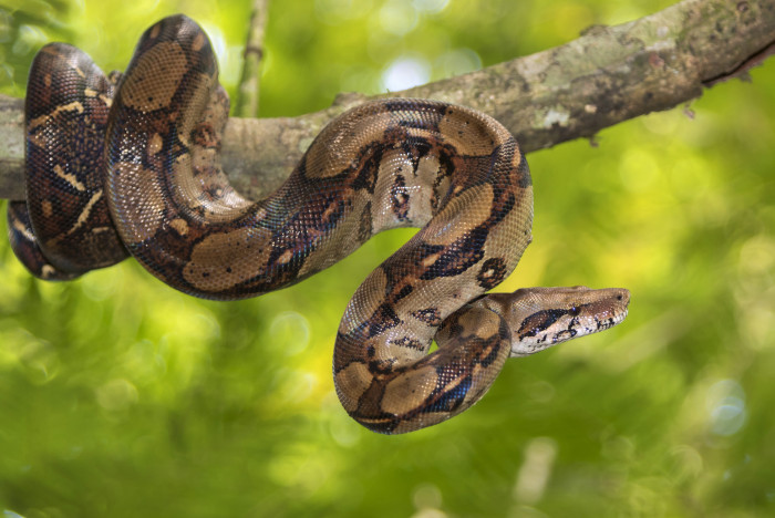 Hroznýš královský, foto: Shutterstock