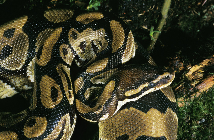 Krajta královská, foto: Shutterstock