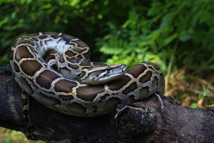 Krajta tmavá, foto: Pixabay