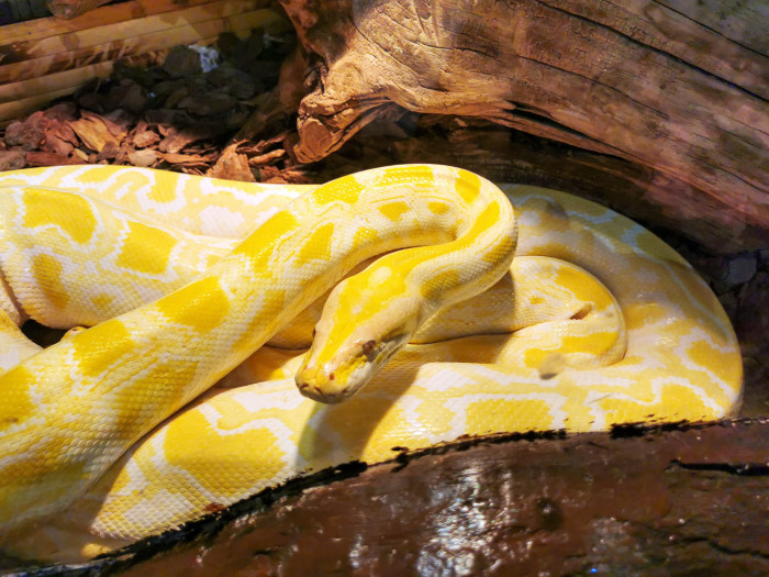 Krajta tmavá - barevná mutace, foto: Pixabay