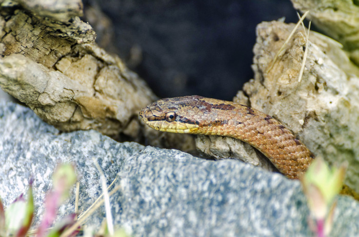 Užovka hladká, foto: Shutterstock