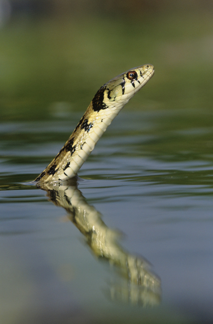 Užovka kostkovaná, foto: Shutterstock