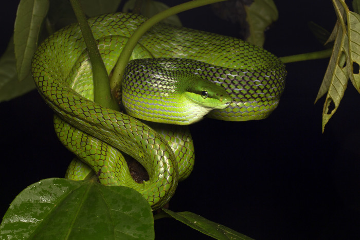 Užovka ostronosá, foto: Shutterstock