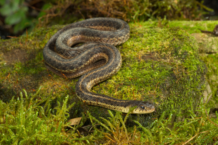 Užovka proužkovaná, foto: Shutterstock