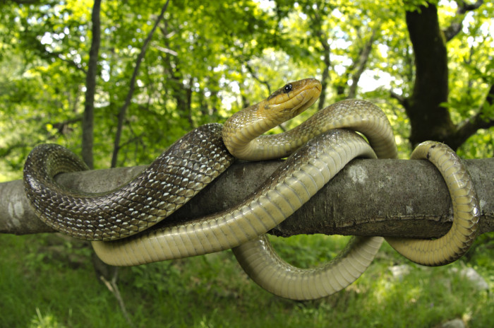 Užovka stromová, foto: Shutterstock