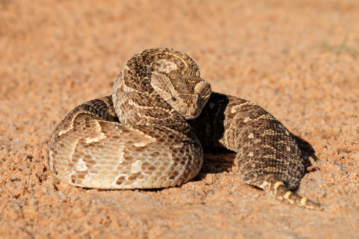 Zmije útočná, foto: Shutterstock