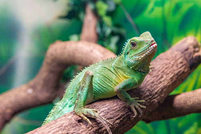 Agama kočinčinská, foto: Shutterstock