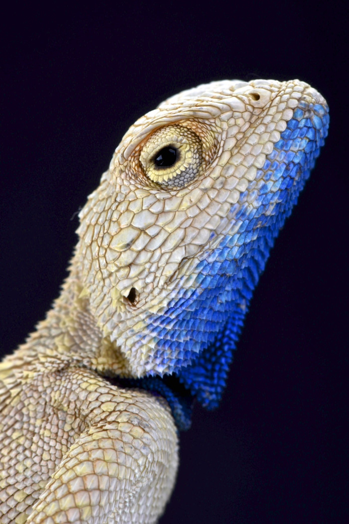 Agama pustinná, foto: Shutterstock