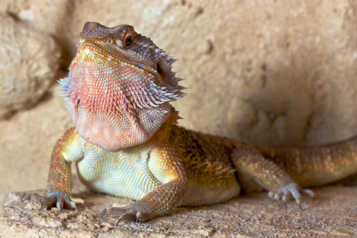 Agama vousatá, foto: Shutterstock
