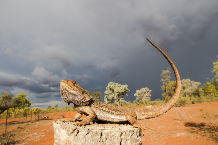 Agama vousatá, foto: Shutterstock