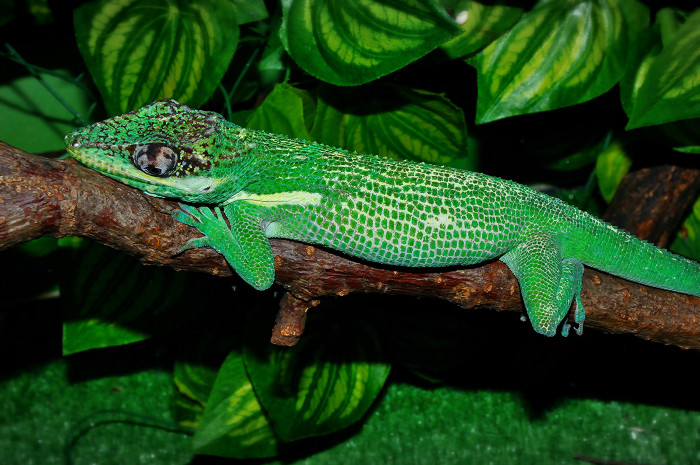 Anolis rytířský, foto: Shutterstock