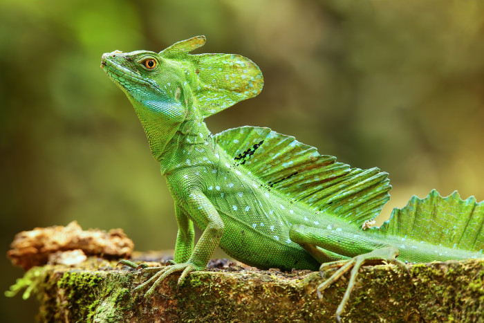 Bazilišek zelený, foto: Shutterstock