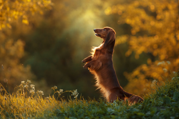 Jezevčík dlouhosrstý, foto: Shutterstock