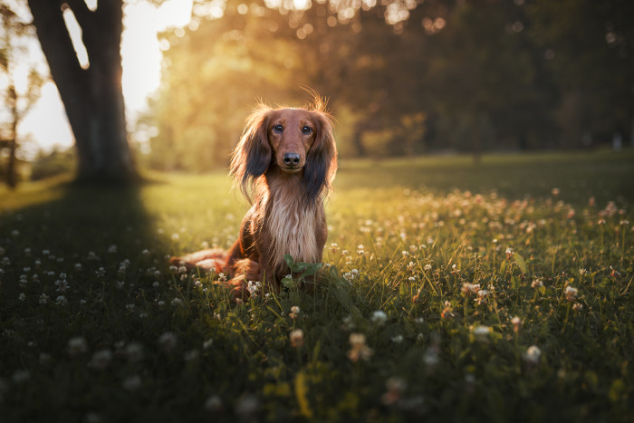 Jezevčík dlouhosrstý, foto: Shutterstock