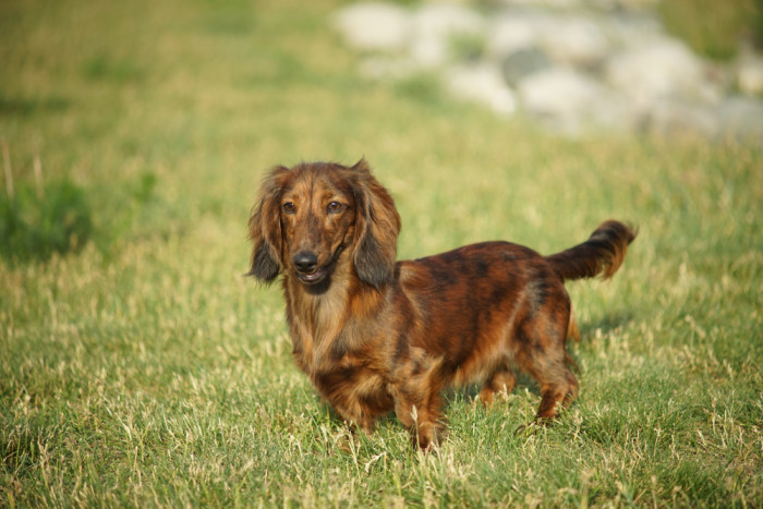 Jezevčík dlouhosrstý, foto: Shutterstock