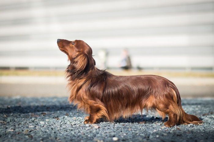 Jezevčík dlouhosrstý, foto: Shutterstock