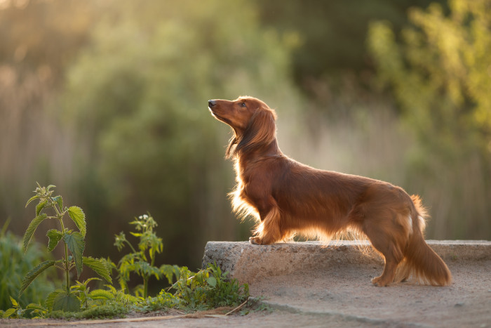 Jezevčík dlouhosrstý, foto: Shutterstock