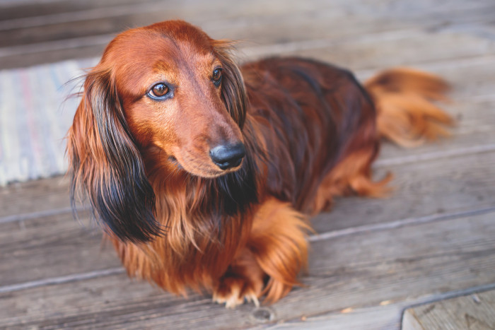 Jezevčík dlouhosrstý, foto: Shutterstock