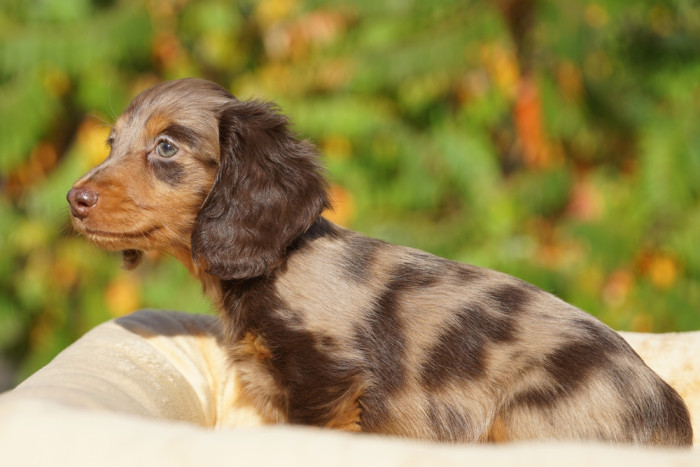 Jezevčík dlouhosrstý, foto: Shutterstock