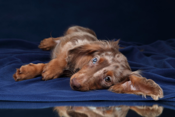 Jezevčík dlouhosrstý, foto: Shutterstock