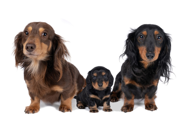 Jezevčík dlouhosrstý, foto: Shutterstock