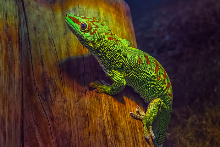 Felsuma madagaskarská, foto: Shutterstock