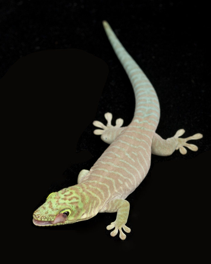 Felsuma Standingova, foto: Shutterstock