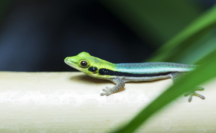 Felsuma Klemmerova, foto: Shutterstock