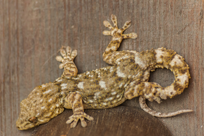 Gekon lávový, foto: Shutterstock