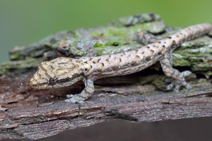 Gekon panenský, foto: Shutterstock