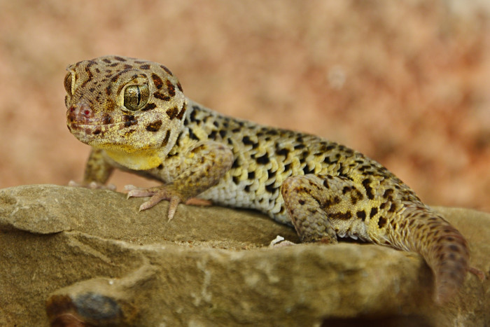 Gekon Roborovského, foto: Shutterstock